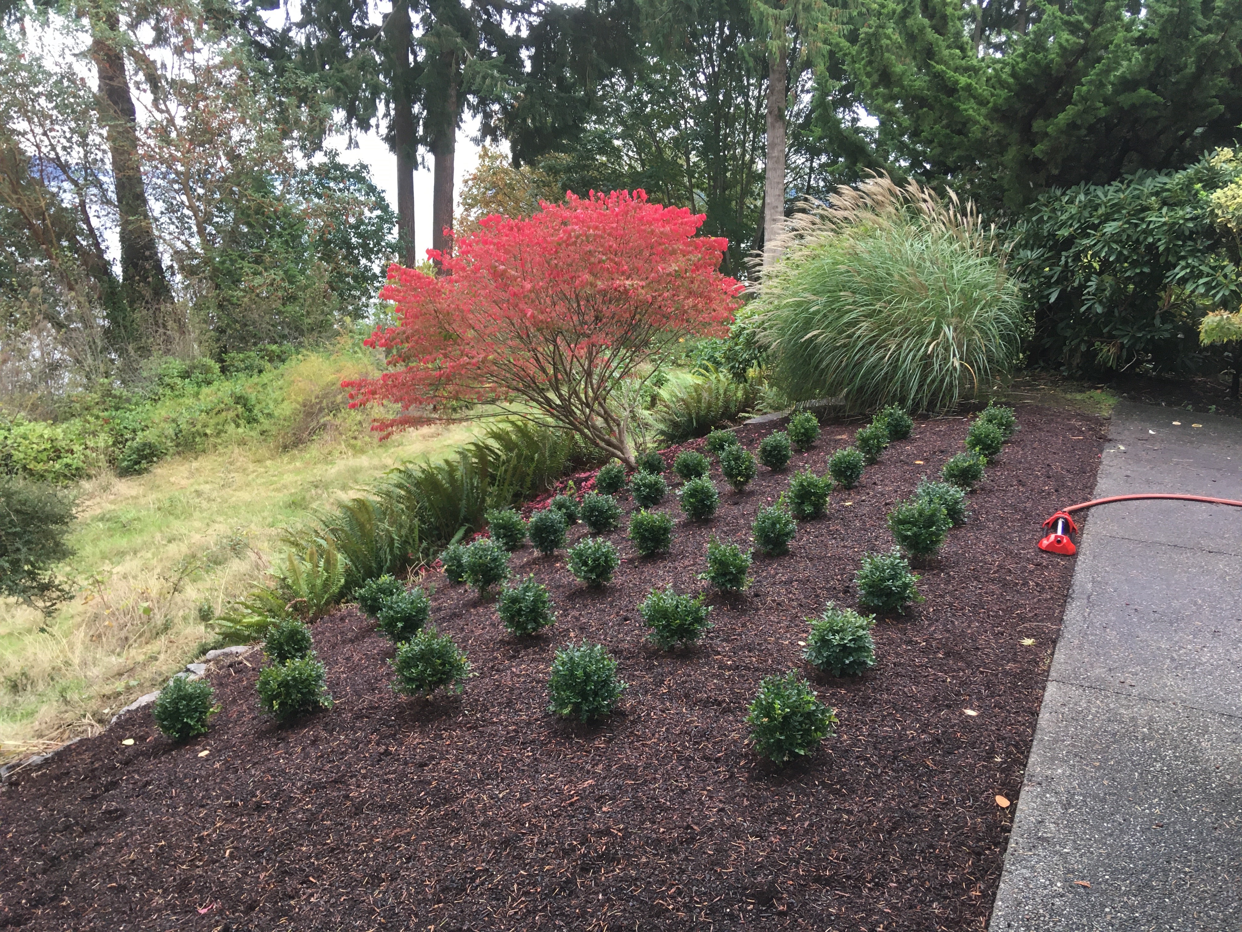 Saratoga Rd. boxwood slope after